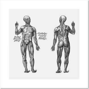 Arm Muscular System - Dual View - German Diagram - Vintage Anatomy Posters and Art